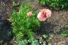 Poppy
